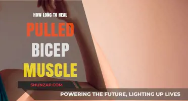 Pulled Bicep Muscle Recovery: Understanding Healing Time and Tips