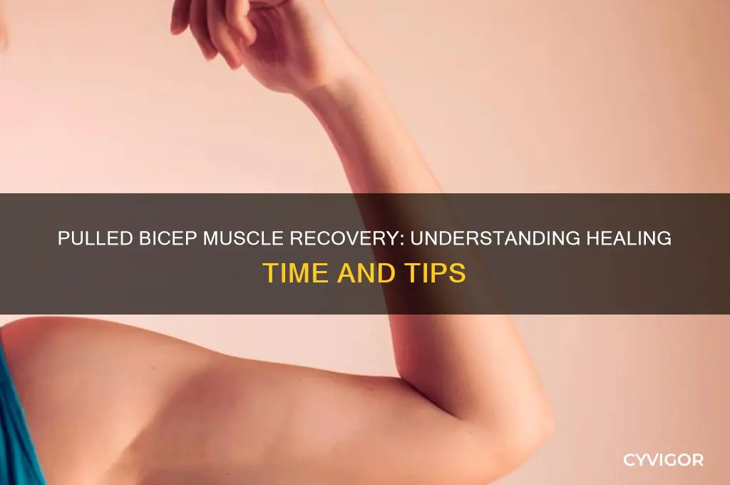 how long to heal pulled bicep muscle