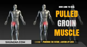 Pulled Groin Muscle Recovery: Understanding Healing Time and Tips