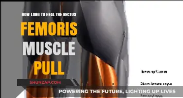 Rectus Femoris Muscle Pull Recovery Time: What to Expect