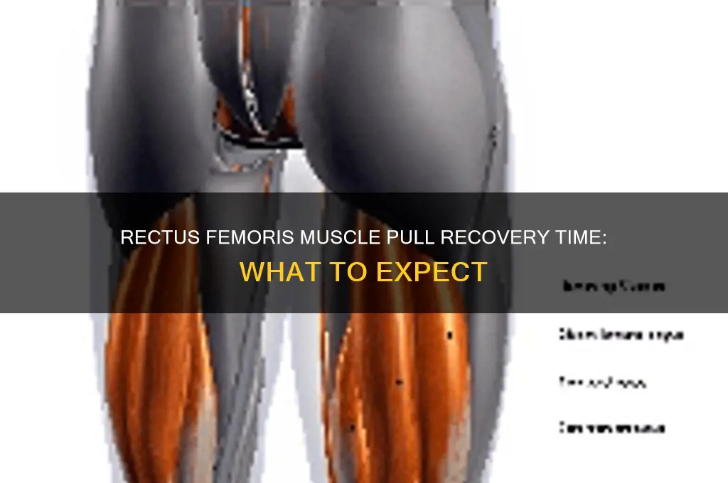 how long to heal the rectus femoris muscle pull