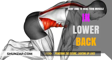 Recovering from a Torn Lower Back Muscle: Timeline and Tips