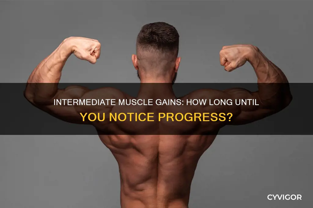 how long to notice muscle gains intermediate