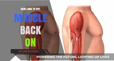 Regaining Muscle Mass: A Timeline for Fitness Enthusiasts