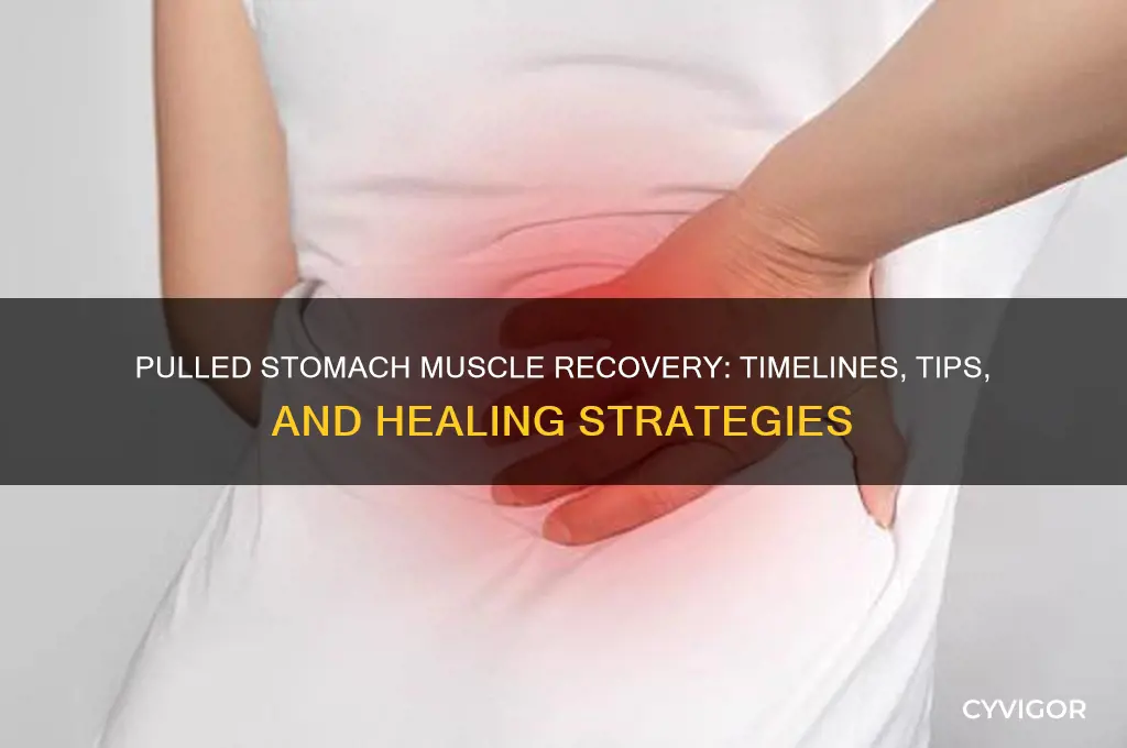 how long to recover from pulled stomach muscle
