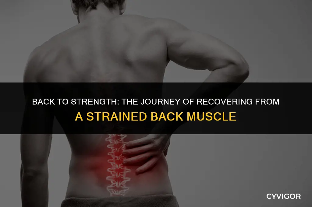 how long to recover from strained back muscle