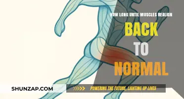 Realigning Muscles: A Timeline for Returning to Normal Function