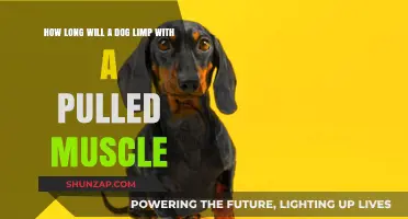 Pulled Muscle Limp in Dogs: Duration and Recovery Insights
