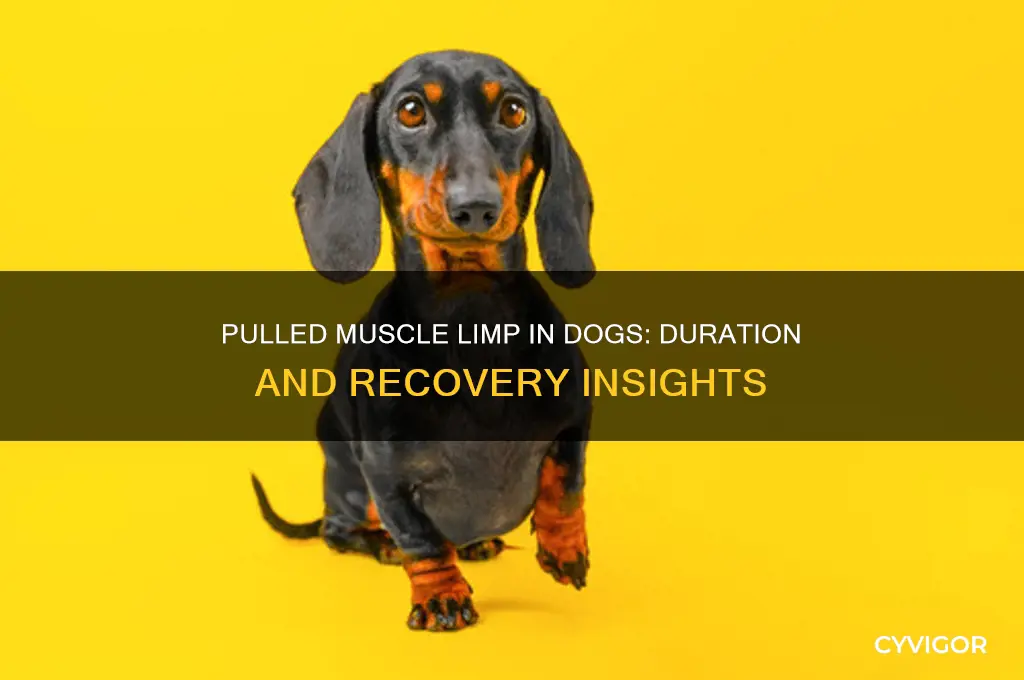 how long will a dog limp with a pulled muscle