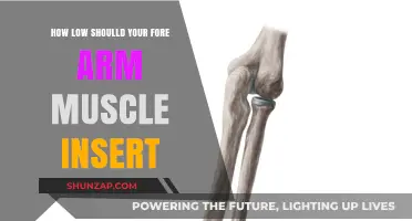 Optimal Forearm Muscle Insertion: Finding the Right Balance for Strength