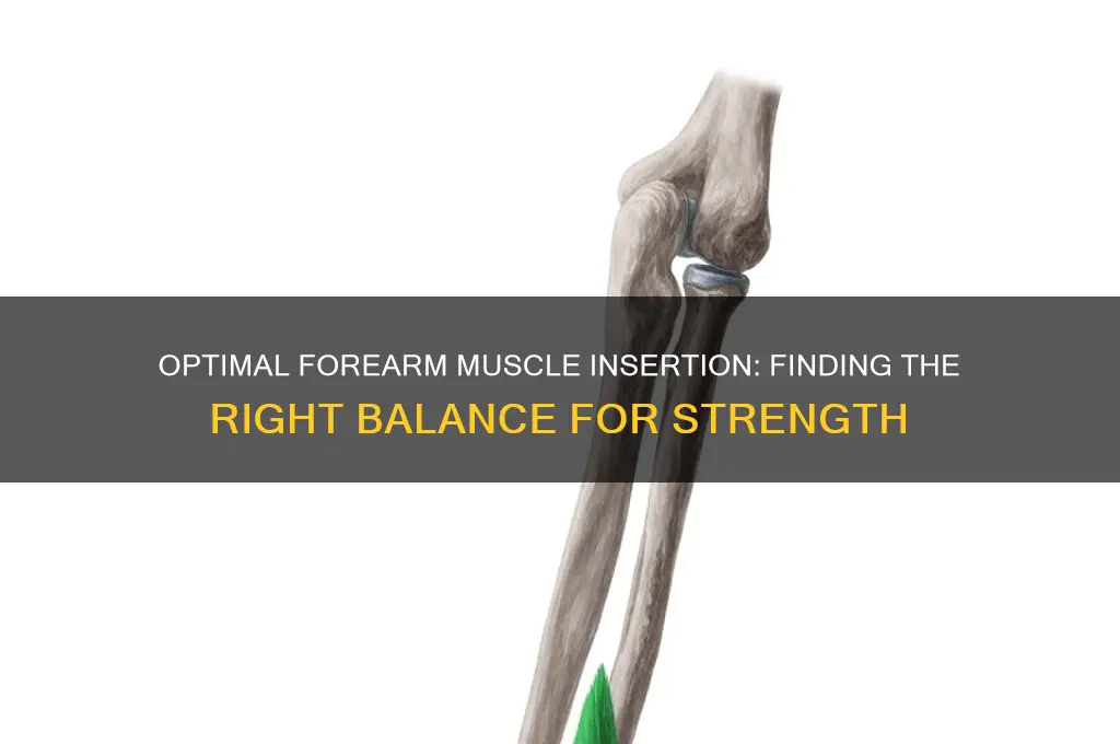 how low shoulld your fore arm muscle insert