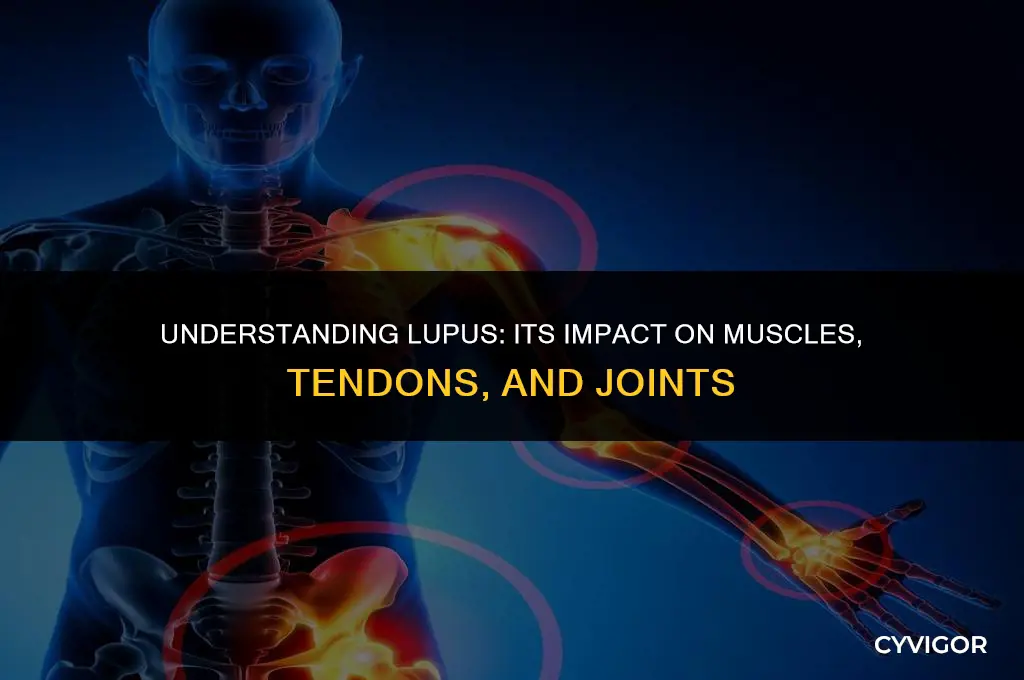 how lupus affects the muscles tendons and joints