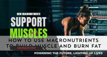 Macronutrients: Fueling Muscles for Optimal Performance and Recovery