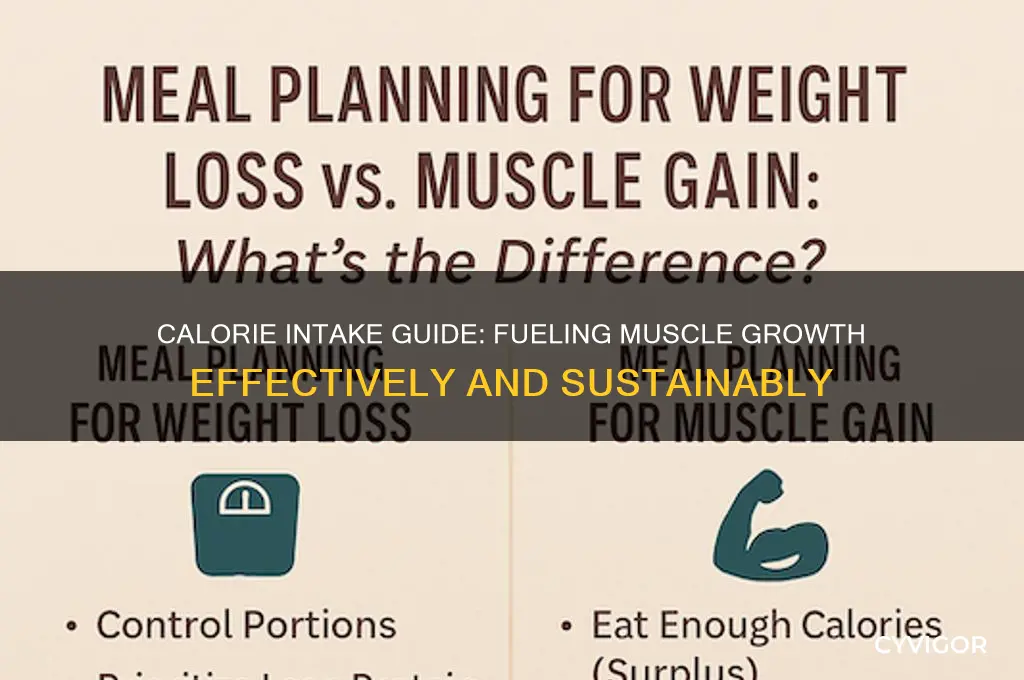 how manay calories to gain muscle