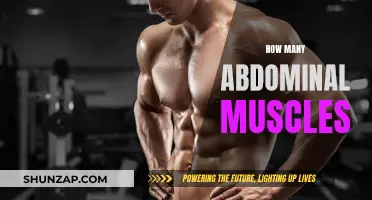Abdominal Muscles: Unraveling the Layers of Your Core