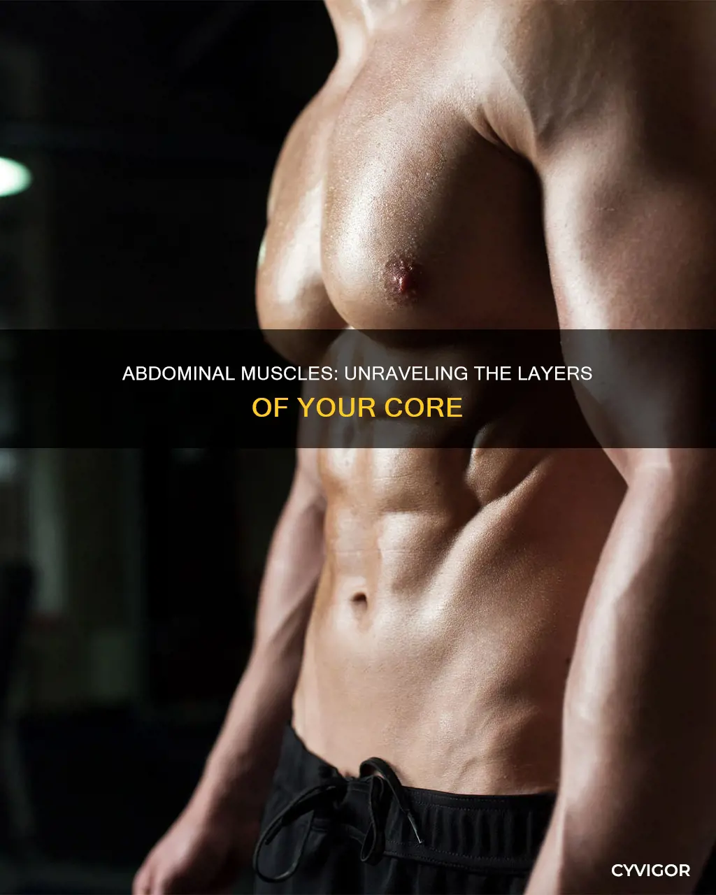 how many abdominal muscles