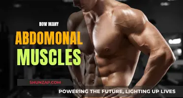 Exploring the Anatomy of Abdominal Muscles: Unraveling Layers