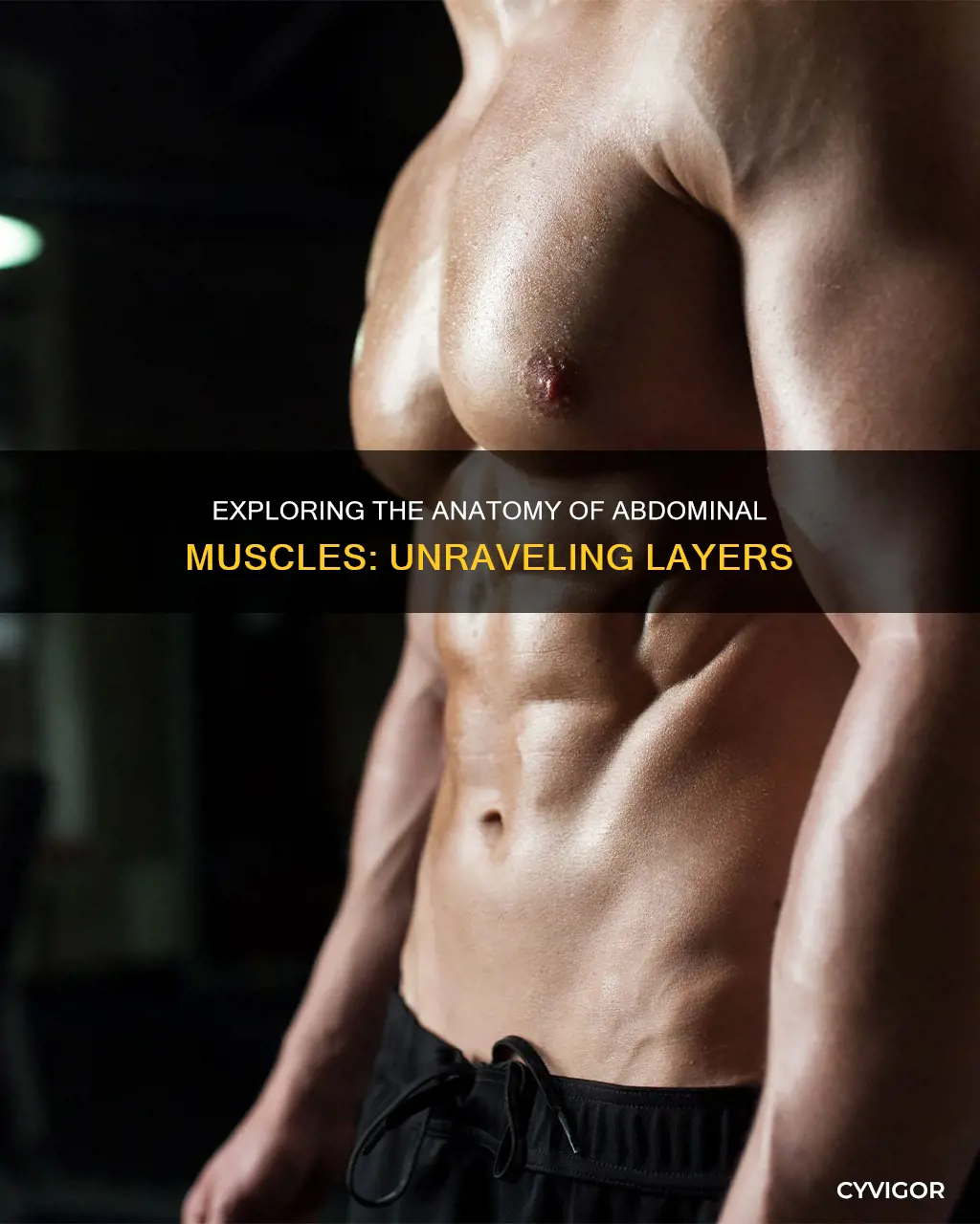 how many abdomonal muscles