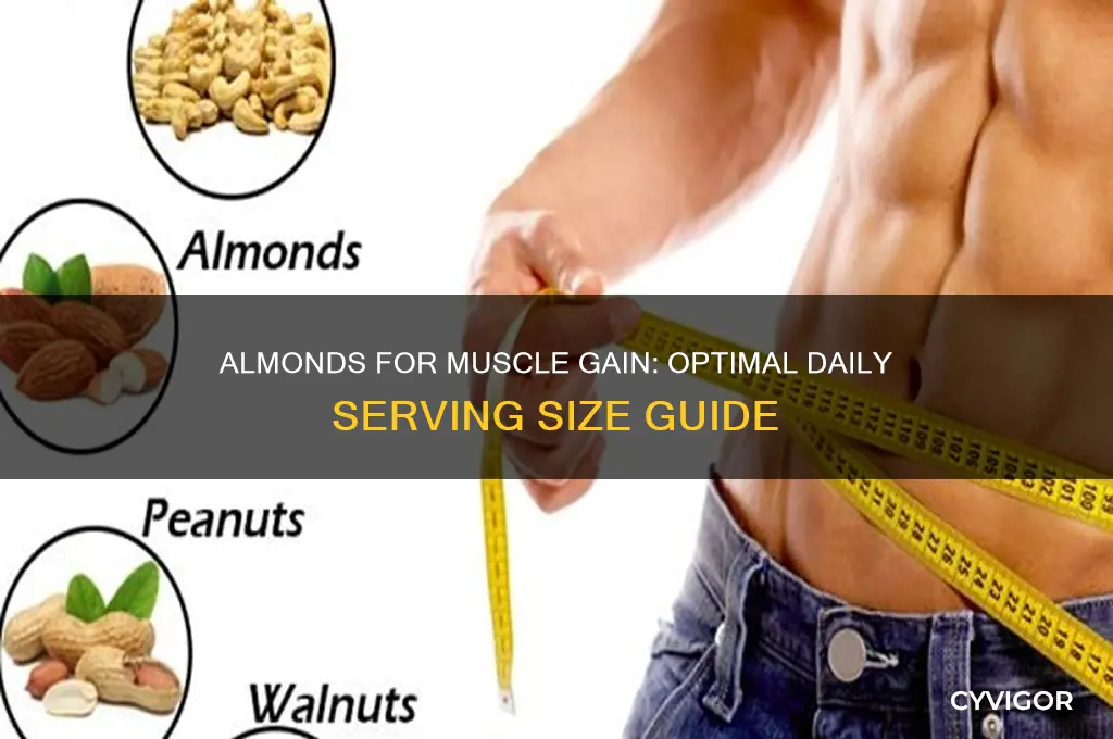 how many almonds should i eat to gain muscle
