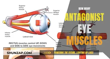 Exploring the Antagonist Eye Muscles: How Many and Their Roles