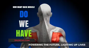 Exploring the Anatomy of Your Back: A Guide to the Muscles You Didn't Know You Had