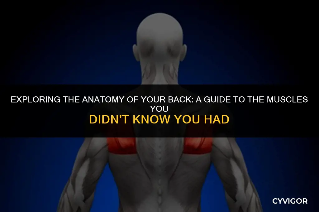 how many back muscle do we have
