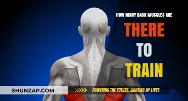 Unleashing Strength: A Guide to Training Your Back Muscles