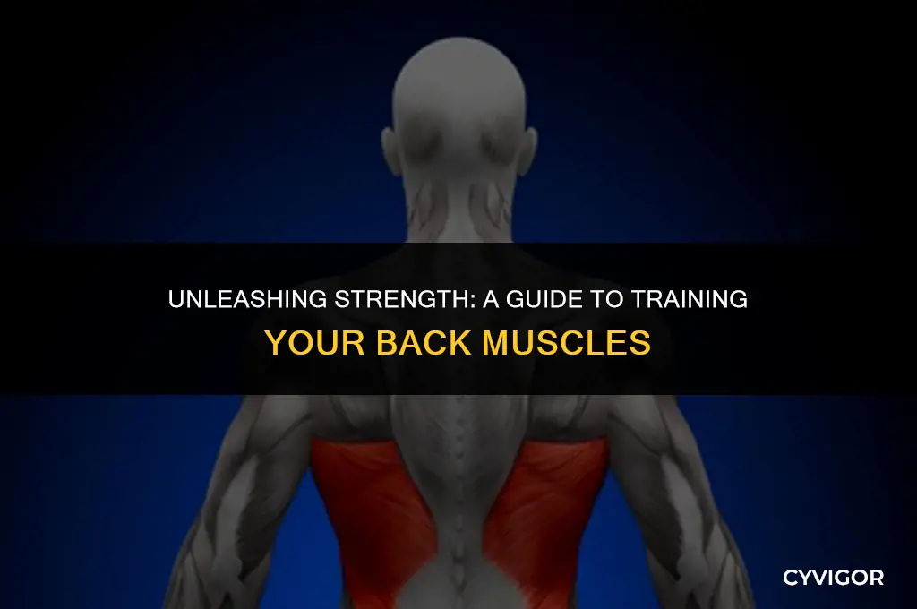 how many back muscles are there to train