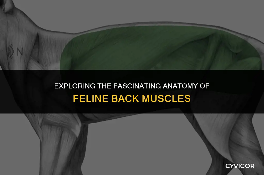 how many back muscles do cats have