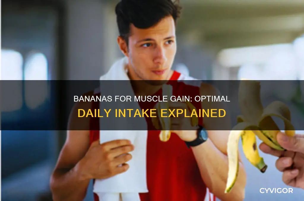 how many bananas a day for muscle gain