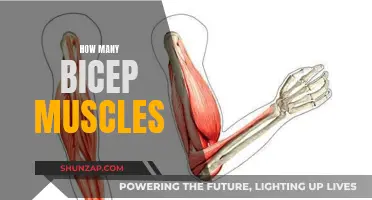 Exploring the Anatomy of Bicep Muscles: Uncovering Their Number and Function