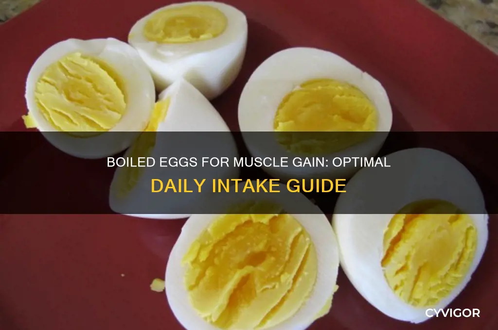 Boiled Eggs For Muscle Gain Optimal Daily Intake Guide CyVigor boiled-eggs-for-muscle-gain-optimal-daily-intake-guide-cyvigor