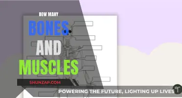The Intricate Human Body: Bones and Muscles Explored