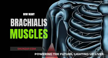 Exploring the Brachialis Muscle: How Many Are There?