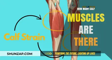 Exploring the Anatomy of Calf Muscles: A Comprehensive Guide