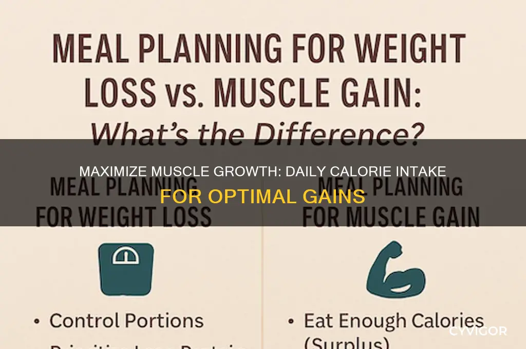 how many calories a day to gain lots of muscle