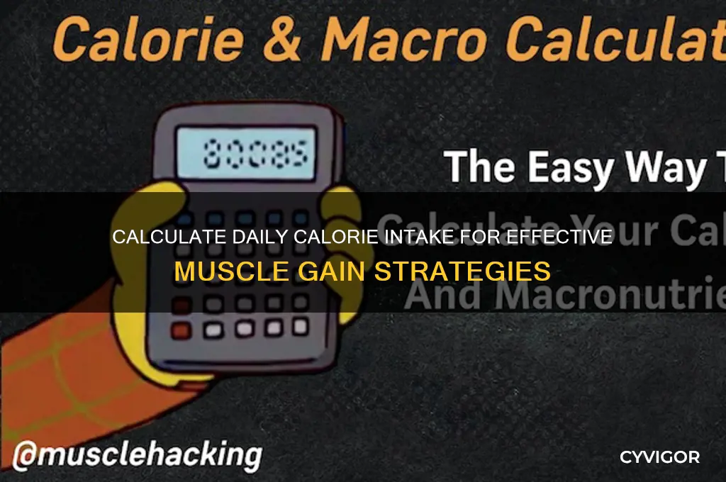 how many calories a day to gain muscle calculator