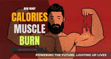 Muscle Tissue: Burning Calories Even at Rest