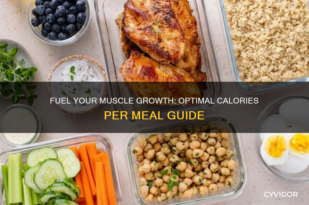 how many calories per meal to gain muscle