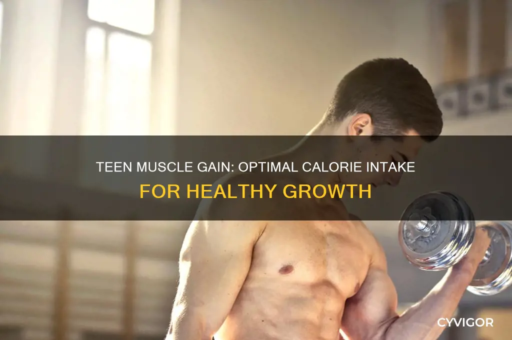 how many calories should a teenager eat to gain muscle