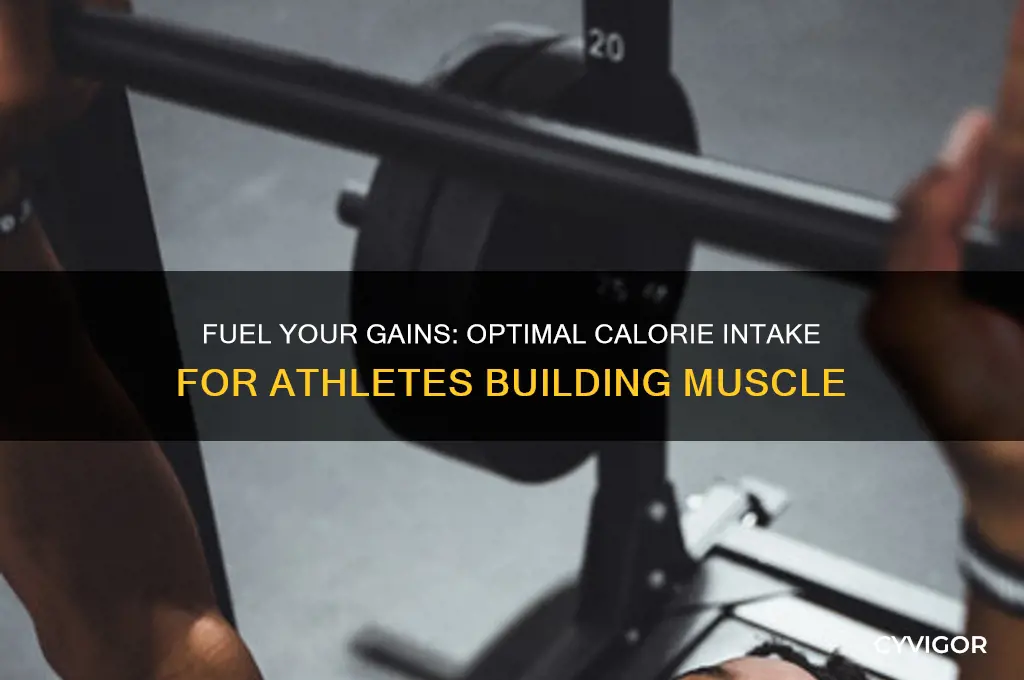 how many calories should an athlete eat to gain muscle