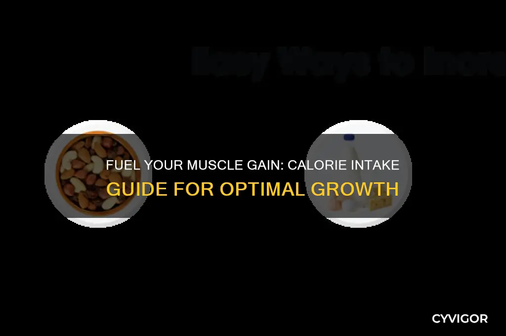 how many calories should i be eating for muscle gain