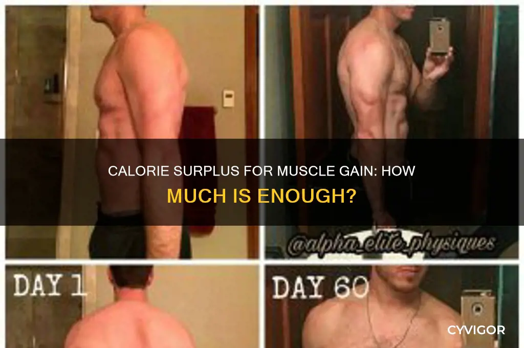 how many calories surplus to gain muscle