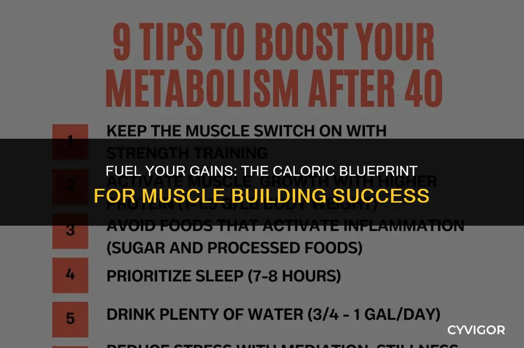 how many calories to build a pound of muscle