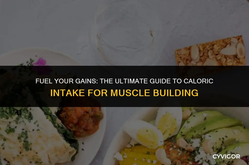 how many calories to eat to build muscle