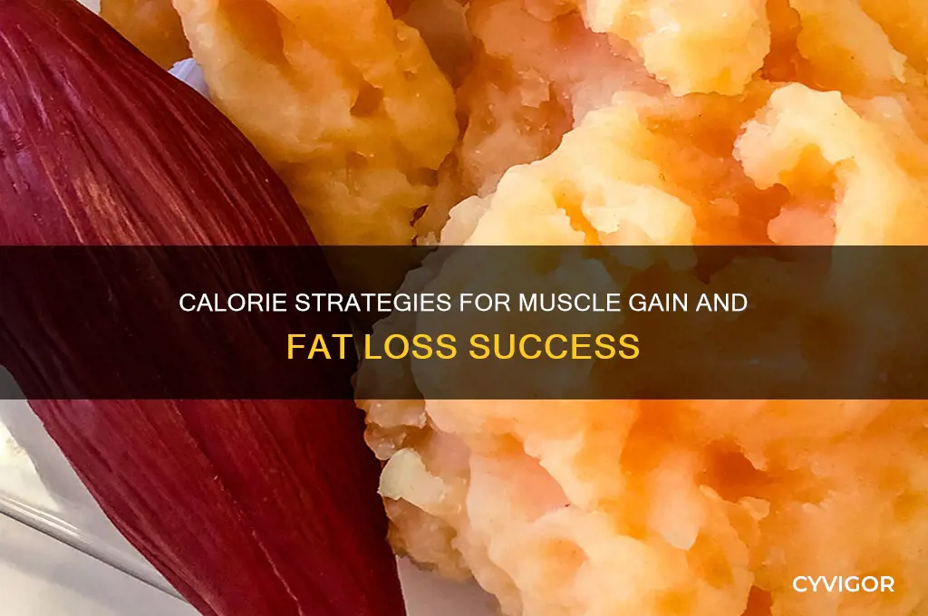 how many calories to gain muscle and lose fat