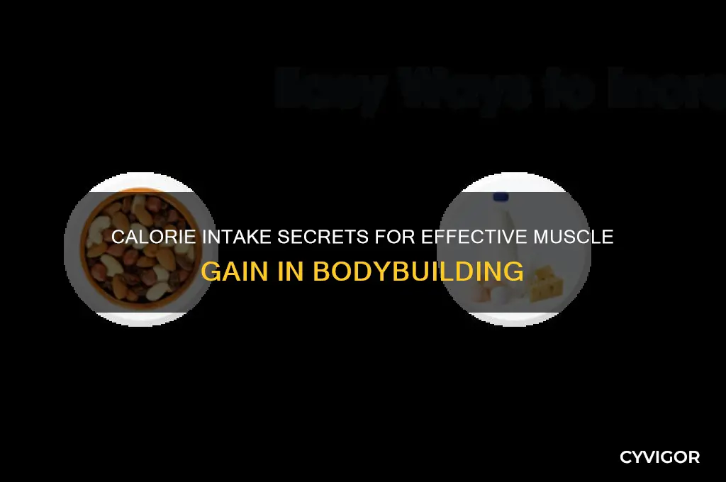 how many calories to gain muscle bodybuilding