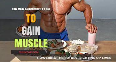 Carbohydrates for Muscle Gain: Daily Intake Guide for Optimal Results