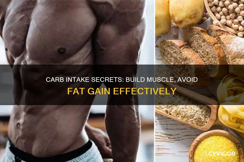 how many carbs gain muscle not fat