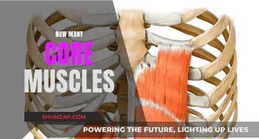 Unlocking the Power of Core Muscles: How Many?
